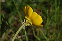 Buttercups